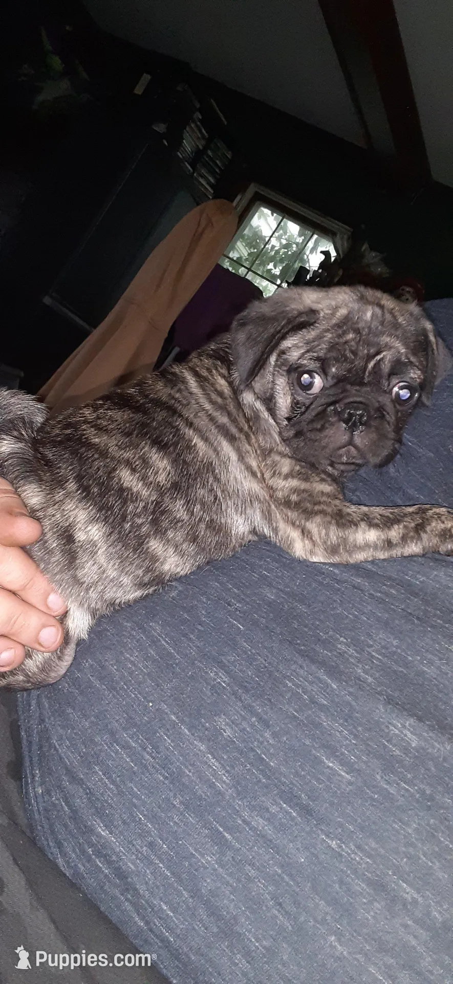 Mojo, a male Pug for sale in Decatur, IN – Photo 2 of 5