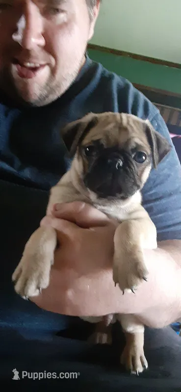 Maximus – Pug puppy for sale in Decatur, IN