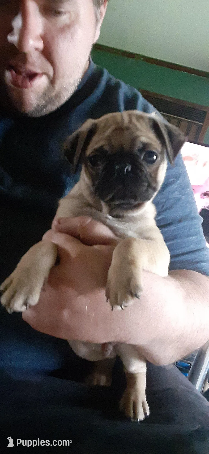 Maximus, a male Pug for sale in Decatur, IN – Photo 6 of 6