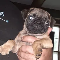 Bruno, a male Pug for sale in Decatur, IN – 2 of 10