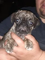 Misty, a female Pug for sale in Decatur, IN – Photo 5 of 6