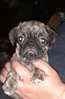 Misty, a female Pug for sale in Decatur, IN – Photo 6 of 6
