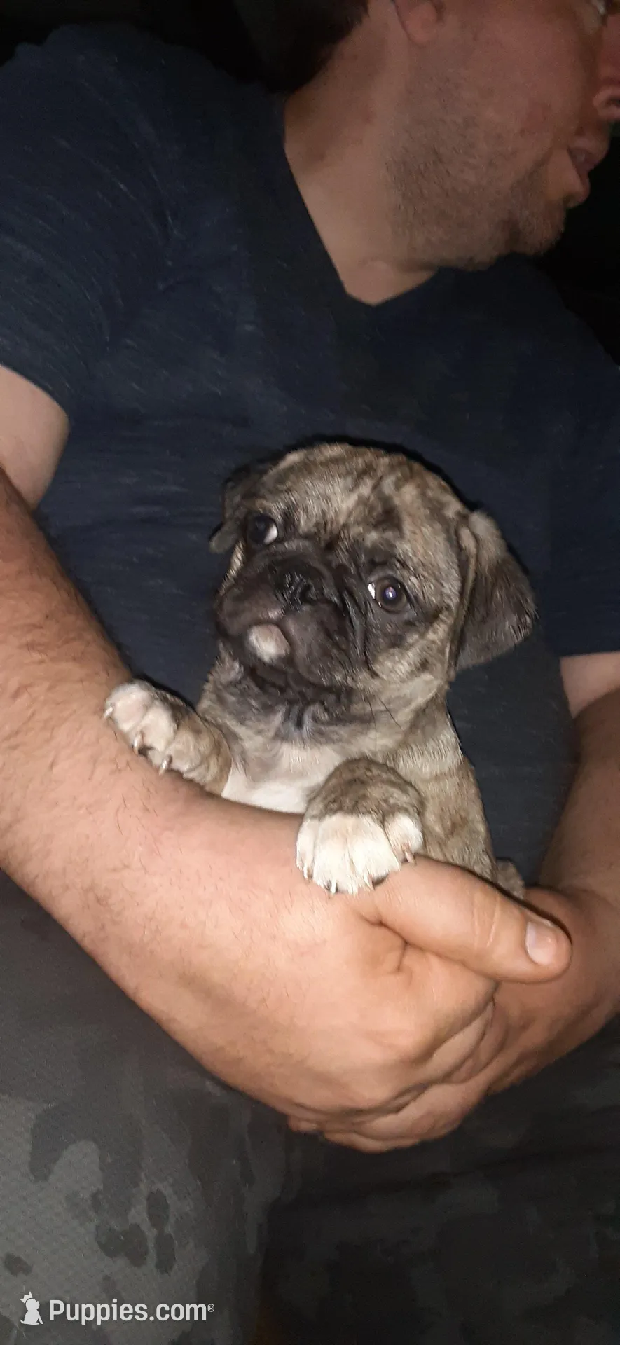 Marty, a male Pug for sale in Decatur, IN – Photo 3 of 6
