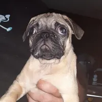 Brie, a female Pug for sale in Decatur, IN – 7 of 9