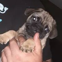 Buster, a male Pug for sale in Decatur, IN – 3 of 8