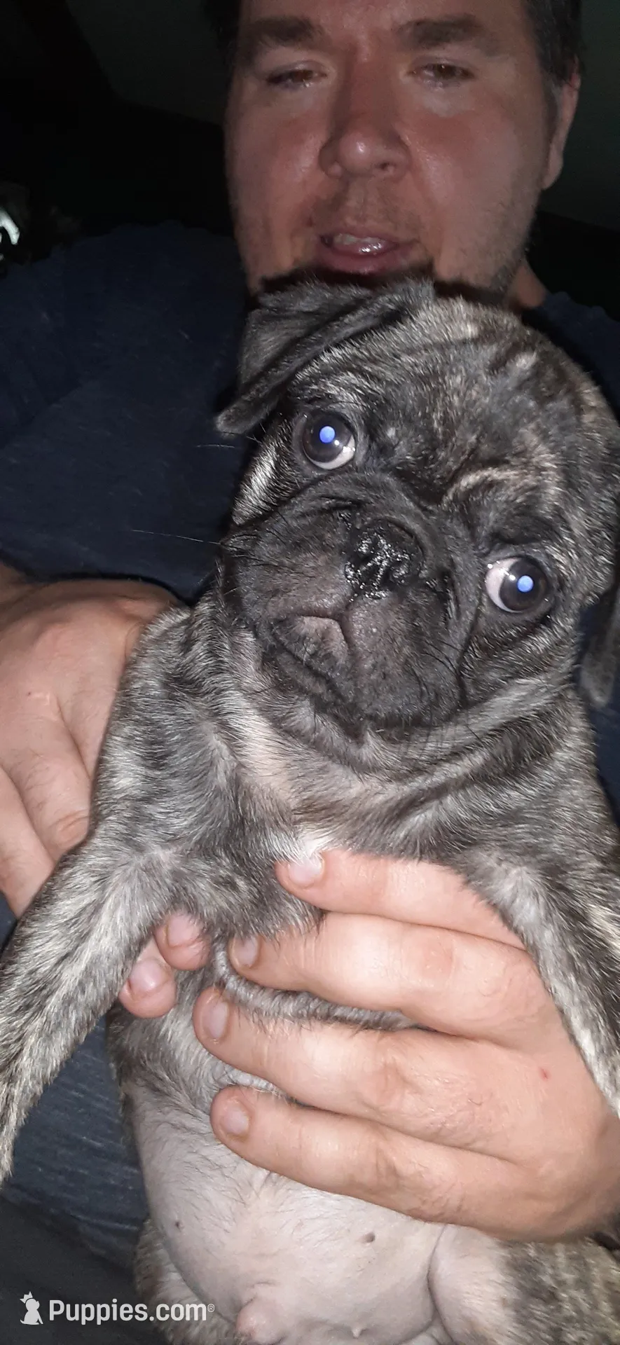 Mojo, a male Pug for sale in Decatur, IN – Photo 3 of 5