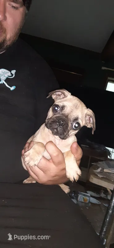 Jr. – Pug puppy for sale in Decatur, IN