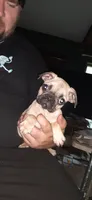 Jr., a male Pug for sale in Decatur, IN – 5 of 8