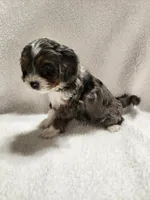 Katy, a female Cockapoo for sale in Elliottsburg, PA – 3 of 4