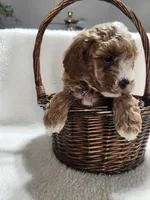 Carl, a male Cockapoo for sale in Elliottsburg, PA – 4 of 4