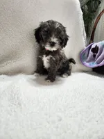 Kellie, a female Cockapoo for sale in Elliottsburg, PA – 3 of 6