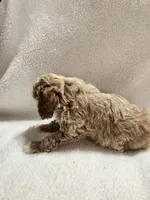 Cooper, a male Cockapoo for sale in Elliottsburg, PA – 3 of 4