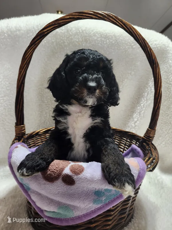 Karter – Cockapoo puppy for sale in Elliottsburg, PA