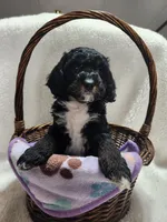 Karter, a male Cockapoo for sale in Elliottsburg, PA – 1 of 5