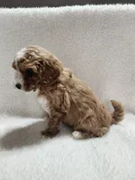 Cutie, a male Cockapoo for sale in Elliottsburg, PA – 3 of 4