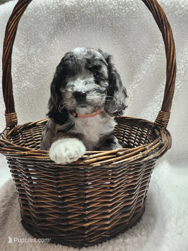 Khloe – Cockapoo puppy for sale in Elliottsburg, PA