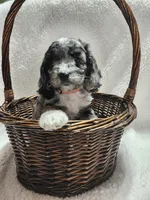 Khloe, a female Cockapoo for sale in Elliottsburg, PA – 1 of 4