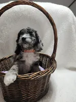 Khloe, a female Cockapoo for sale in Elliottsburg, PA – 4 of 4