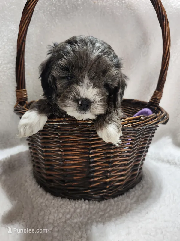 Kellie – Cockapoo puppy for sale in Elliottsburg, PA