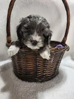 Kellie, a female Cockapoo for sale in Elliottsburg, PA – 1 of 6