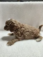 Carl, a male Cockapoo for sale in Elliottsburg, PA – 2 of 4