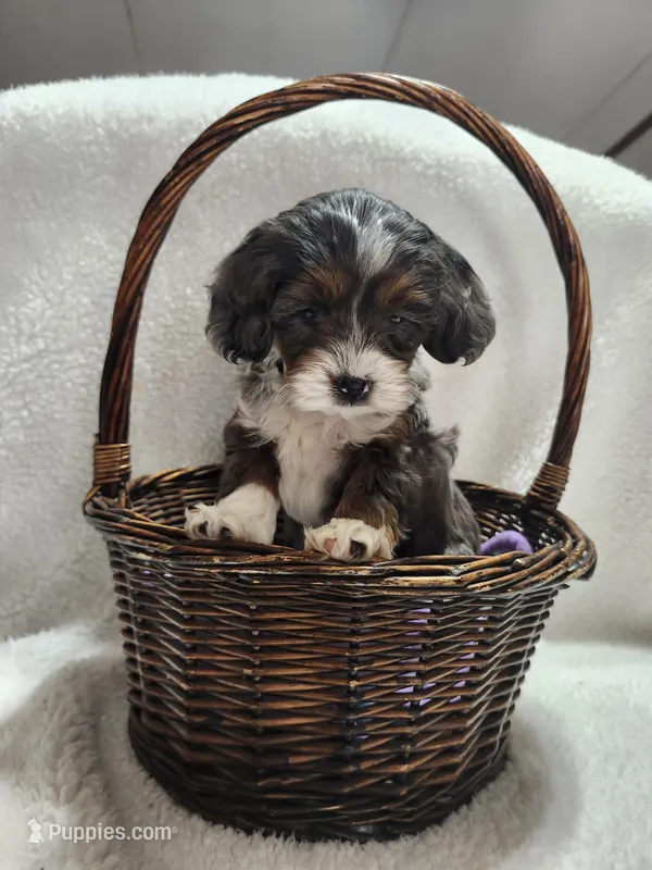 Katy – Cockapoo puppy for sale in Elliottsburg, PA