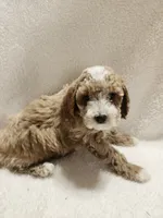 Cooper, a male Cockapoo for sale in Elliottsburg, PA – 2 of 4