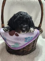 Karter, a male Cockapoo for sale in Elliottsburg, PA – 3 of 5
