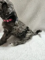 Kellie, a female Cockapoo for sale in Elliottsburg, PA – 6 of 6