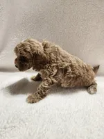 Cookie, a male Cockapoo for sale in Elliottsburg, PA – 4 of 4