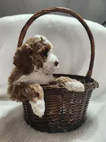 Caden, a male Cockapoo for sale in Elliottsburg, PA – 4 of 4