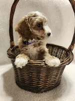 Cooper, a male Cockapoo for sale in Elliottsburg, PA – 4 of 4