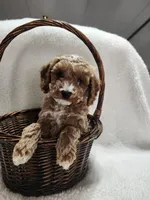 Cody, a male Cockapoo for sale in Elliottsburg, PA – 3 of 4