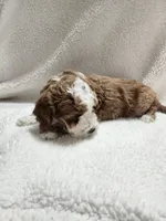 Caden, a male Cockapoo for sale in Elliottsburg, PA – 2 of 4