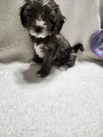 Kellie, a female Cockapoo for sale in Elliottsburg, PA – 4 of 6
