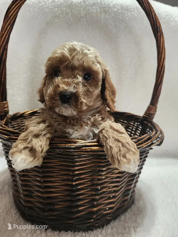 Cookie – Cockapoo puppy for sale in Elliottsburg, PA