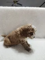 Cutie, a male Cockapoo for sale in Elliottsburg, PA – 2 of 4