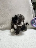 Kellie, a female Cockapoo for sale in Elliottsburg, PA – 2 of 6