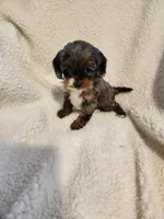 Kasey, a male Cockapoo for sale in Elliottsburg, PA – Photo 2 of 6