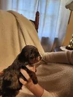 Kasey, a male Cockapoo for sale in Elliottsburg, PA – Photo 5 of 6