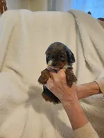 Kasey, a male Cockapoo for sale in Elliottsburg, PA – Photo 3 of 6