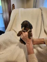 Kasey, a male Cockapoo for sale in Elliottsburg, PA – Photo 6 of 6