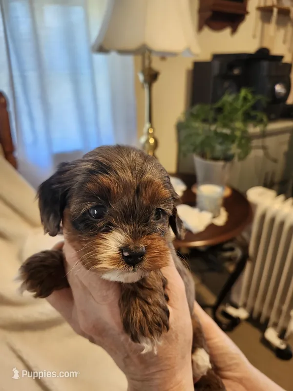 Kasey – Cockapoo puppy for sale in Elliottsburg, PA