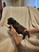 Kasey, a male Cockapoo for sale in Elliottsburg, PA – Photo 4 of 6