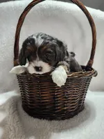 Katy, a female Cockapoo for sale in Elliottsburg, PA – 2 of 4