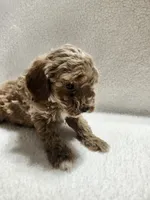 Cookie, a male Cockapoo for sale in Elliottsburg, PA – 3 of 4