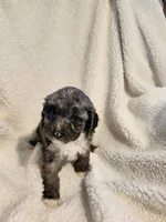 Kierra, a female Cockapoo for sale in Elliottsburg, PA – Photo 6 of 9