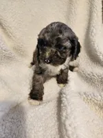 Kierra, a female Cockapoo for sale in Elliottsburg, PA – Photo 5 of 9