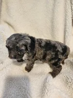 Kierra, a female Cockapoo for sale in Elliottsburg, PA – Photo 9 of 9