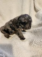 Kierra, a female Cockapoo for sale in Elliottsburg, PA – Photo 2 of 9